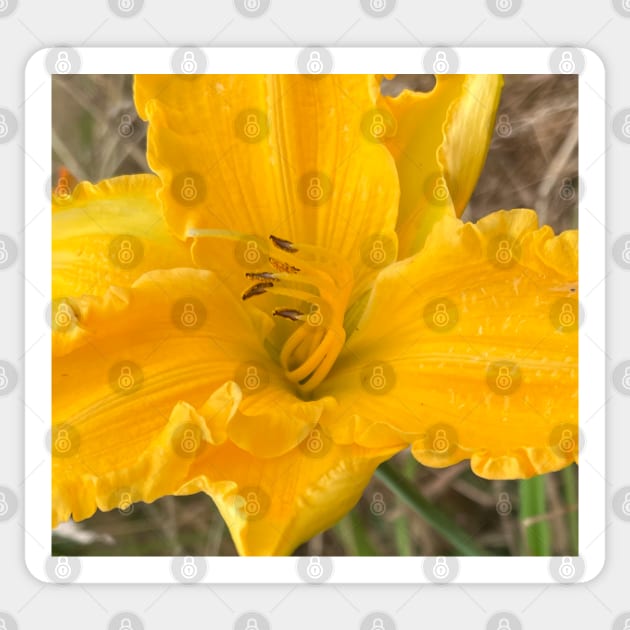 Yellow Brilliance of the Summer Lily Sticker by Photomersion